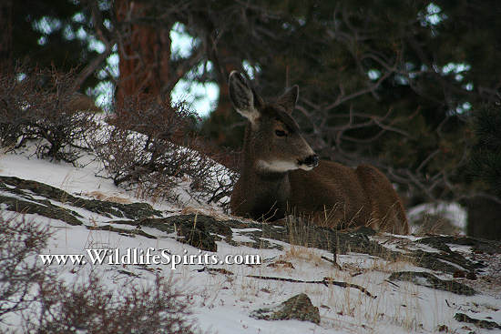Click Picture to send as an  E-PostCard 62k 550x367